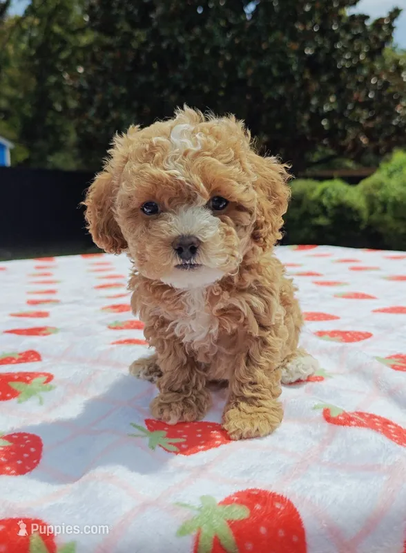 Ronni – Cavapoo, Miniature Goldendoodle puppy for sale in Dallas, TX