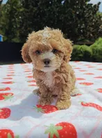 Ronni, a female Cavapoo and Miniature Goldendoodle for sale in Dallas, TX – 1 of 10