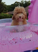 Xavier (Toy Cavapoo), a male Cavapoo and Poodle - Toy  for sale in Dallas, TX – 2 of 10