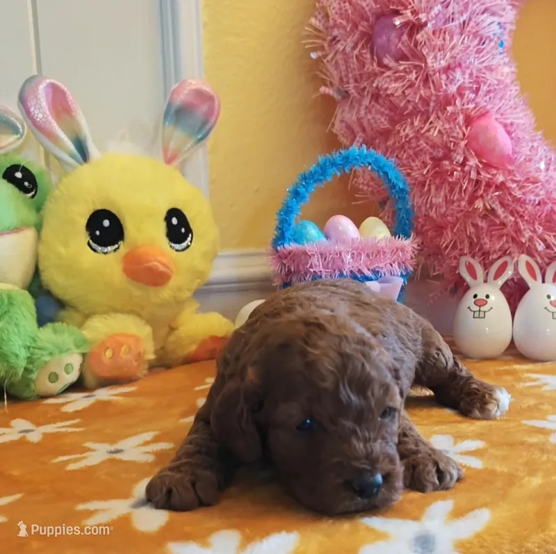 Joy (Miniature Goldendoodle-Cavapoo) – Cavapoo, Miniature Goldendoodle puppy for sale in Dallas, TX