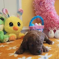 Joy (Miniature Goldendoodle-Cavapoo), a female Cavapoo and Miniature Goldendoodle for sale in Dallas, TX – Photo 1 of 10