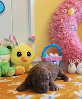 Joy (Miniature Goldendoodle-Cavapoo), a female Cavapoo and Miniature Goldendoodle for sale in Dallas, TX – Photo 8 of 10