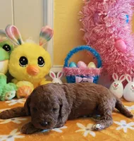 Joy (Miniature Goldendoodle-Cavapoo), a female Cavapoo and Miniature Goldendoodle for sale in Dallas, TX – Photo 10 of 10