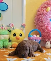 Joy (Miniature Goldendoodle-Cavapoo), a female Cavapoo and Miniature Goldendoodle for sale in Dallas, TX – Photo 7 of 10