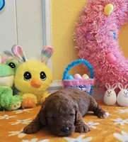 Joy (Miniature Goldendoodle-Cavapoo), a female Cavapoo and Miniature Goldendoodle for sale in Dallas, TX – Photo 5 of 10