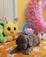 Joy (Miniature Goldendoodle-Cavapoo), a female Cavapoo and Miniature Goldendoodle for sale in Dallas, TX – Photo 4 of 10