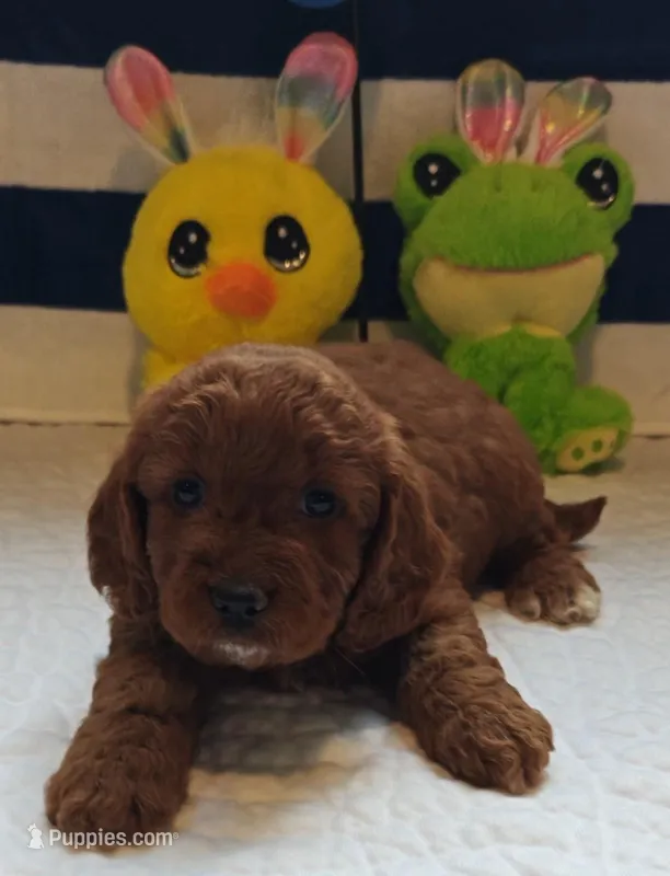 Joy (Miniature Goldendoodle-Cavapoo) – Cavapoo, Miniature Goldendoodle puppy for sale in Dallas, TX