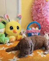 Joy (Miniature Goldendoodle-Cavapoo), a female Cavapoo and Miniature Goldendoodle for sale in Dallas, TX – Photo 2 of 10