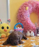 Joy (Miniature Goldendoodle-Cavapoo), a female Cavapoo and Miniature Goldendoodle for sale in Dallas, TX – Photo 6 of 10