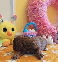 Joy (Miniature Goldendoodle-Cavapoo), a female Cavapoo and Miniature Goldendoodle for sale in Dallas, TX – Photo 9 of 10