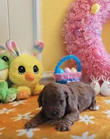 Joy (Miniature Goldendoodle-Cavapoo), a female Cavapoo and Miniature Goldendoodle for sale in Dallas, TX – Photo 3 of 10