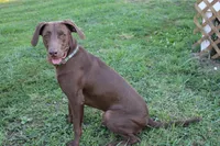 Ruby, a female Labrador Retriever and Weimaraner for sale in Fort Madison, IA – Photo 6 of 7