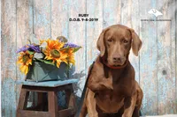 Ruby, a female Labrador Retriever and Weimaraner for sale in Fort Madison, IA – Photo 3 of 7