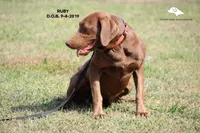 Ruby, a female Labrador Retriever and Weimaraner for sale in Fort Madison, IA – Photo 2 of 7