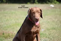 Ruby, a female Labrador Retriever and Weimaraner for sale in Fort Madison, IA – Photo 1 of 7