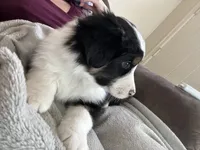 Fred, a male Miniature American Shepherd for sale in Fort Madison, IA – Photo 2 of 6