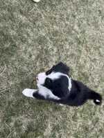 Fred, a male Miniature American Shepherd for sale in Fort Madison, IA – Photo 5 of 6