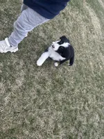 Fred, a male Miniature American Shepherd for sale in Fort Madison, IA – Photo 6 of 6