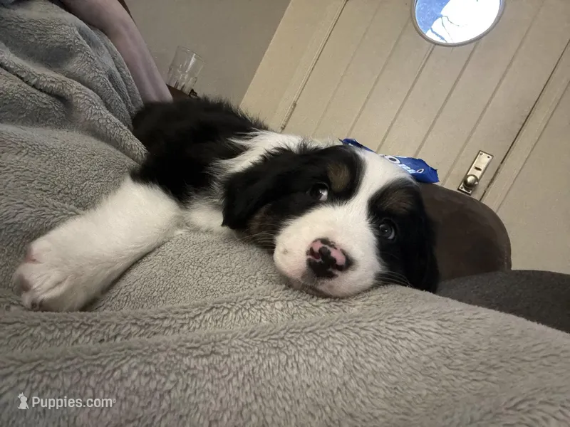 Fred – Miniature American Shepherd puppy for sale in Fort Madison, IA
