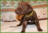 LIME FEMALE, a female Labrador Retriever and Weimaraner for sale in Fort Madison, IA – Photo 1 of 3