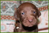 LIME FEMALE, a female Labrador Retriever and Weimaraner for sale in Fort Madison, IA – Photo 2 of 3