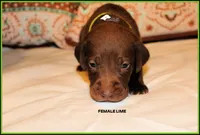 LIME FEMALE, a female Labrador Retriever and Weimaraner for sale in Fort Madison, IA – Photo 3 of 3