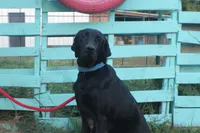 Dutton, a male Labrador Retriever for sale in Fort Madison, IA – Photo 6 of 9