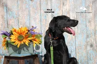 Dutton, a male Labrador Retriever for sale in Fort Madison, IA – Photo 3 of 9