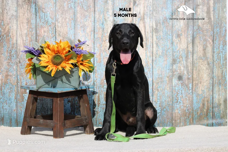 Dutton, a male Labrador Retriever for sale in Fort Madison, IA – Photo 1 of 9