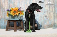 Dutton, a male Labrador Retriever for sale in Fort Madison, IA – Photo 4 of 9