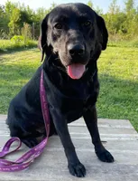 Dutton, a male Labrador Retriever for sale in Fort Madison, IA – Photo 7 of 9