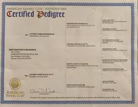 Dutton, a male Labrador Retriever for sale in Fort Madison, IA – Photo 8 of 9