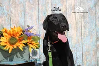 Dutton, a male Labrador Retriever for sale in Fort Madison, IA – Photo 2 of 9