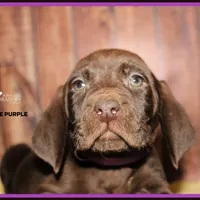 BANNER MALE, a male Labrador Retriever and Weimaraner for sale in Fort Madison, IA – Photo 6 of 6
