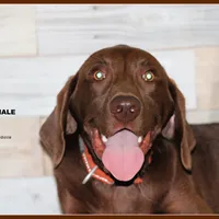 BANNER MALE, a male Labrador Retriever and Weimaraner for sale in Fort Madison, IA – Photo 2 of 6