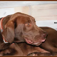 BANNER MALE, a male Labrador Retriever and Weimaraner for sale in Fort Madison, IA – Photo 1 of 6