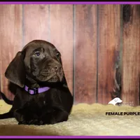 BANNER MALE, a male Labrador Retriever and Weimaraner for sale in Fort Madison, IA – Photo 5 of 6
