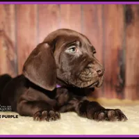 BANNER MALE, a male Labrador Retriever and Weimaraner for sale in Fort Madison, IA – Photo 4 of 6