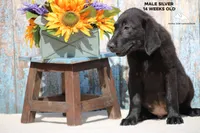 Rex, a male Labrador Retriever for sale in Fort Madison, IA – Photo 4 of 10