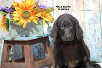 Rex, a male Labrador Retriever for sale in Fort Madison, IA – Photo 5 of 10