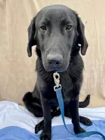 Rex, a male Labrador Retriever for sale in Fort Madison, IA – Photo 2 of 10