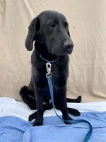 Rex, a male Labrador Retriever for sale in Fort Madison, IA – Photo 3 of 10