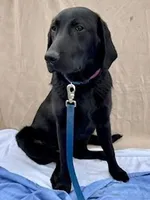Rex, a male Labrador Retriever for sale in Fort Madison, IA – Photo 1 of 10