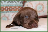 GREEN FEMALE, a female Labrador Retriever and Weimaraner for sale in Fort Madison, IA – Photo 3 of 3