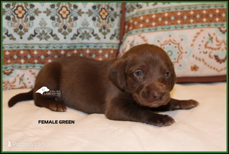 GREEN FEMALE, a female Labrador Retriever and Weimaraner for sale in Fort Madison, IA – Photo 1 of 3