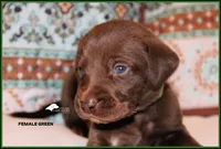 GREEN FEMALE, a female Labrador Retriever and Weimaraner for sale in Fort Madison, IA – Photo 2 of 3