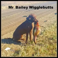 Missy, a female Labrador Retriever and Weimaraner for sale in Fort Madison, IA – Photo 5 of 7