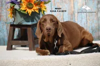 Missy, a female Labrador Retriever and Weimaraner for sale in Fort Madison, IA – Photo 1 of 7