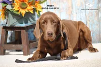 Missy, a female Labrador Retriever and Weimaraner for sale in Fort Madison, IA – Photo 2 of 7