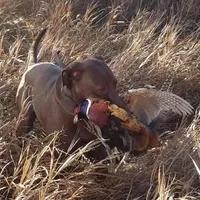 Missy, a female Labrador Retriever and Weimaraner for sale in Fort Madison, IA – Photo 4 of 7